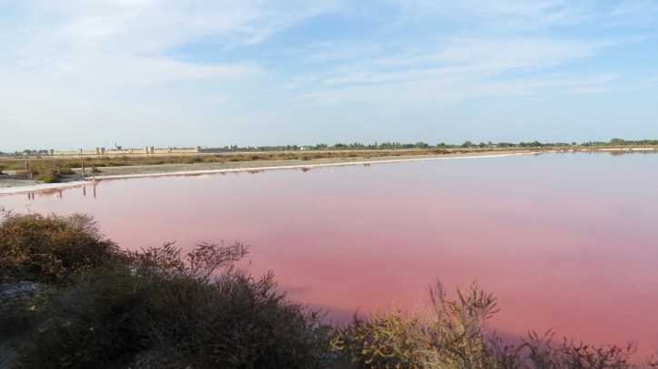 Location Sausset visite de la petite Camargue