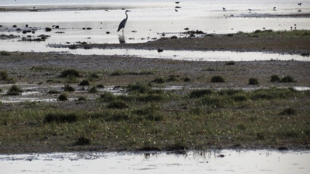 Location Sausset visite de la petite Camargue