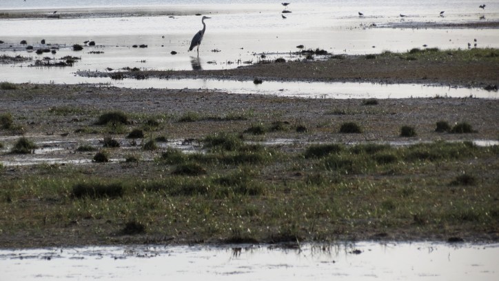 Location Sausset visite de la petite Camargue