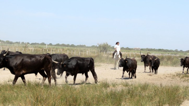 Location Sausset visite de la petite Camargue